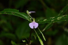 Impatiens minor var. hirsuta